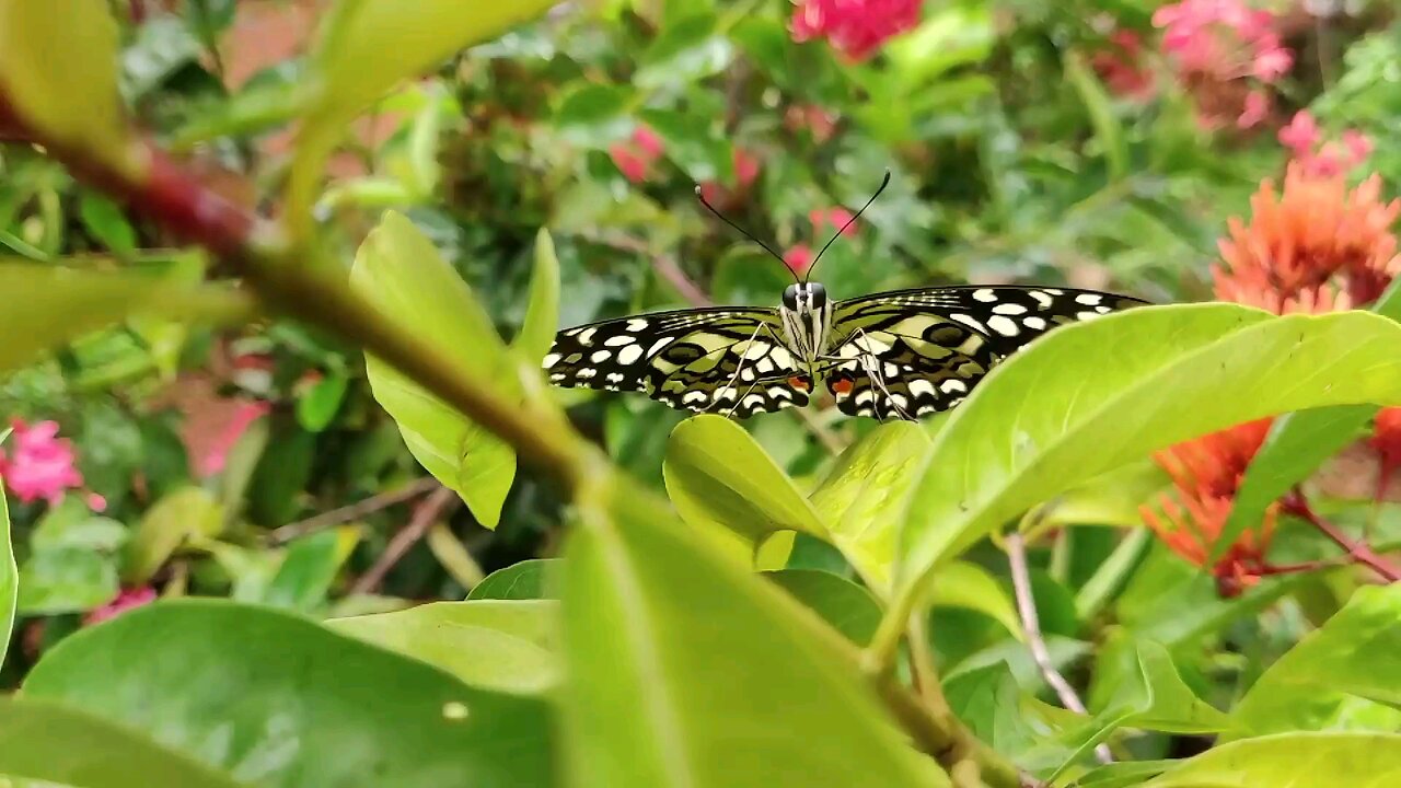 Butterfly