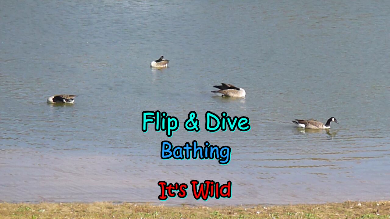 Flip & Dive Bathing