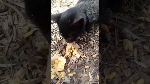 Cat eating Fruit