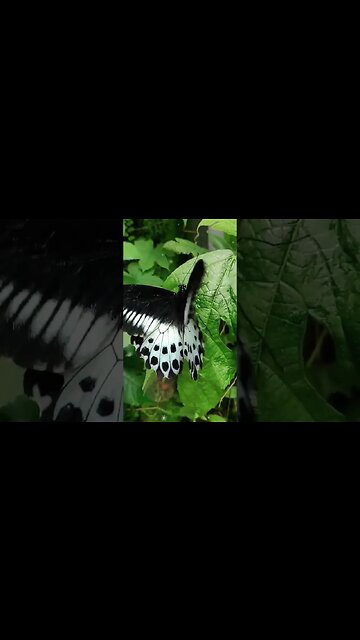 1 Minute Meditation I'M GRATEFUL FOR MY WISDOM #shorts #youtubeshorts #1minutemeditation