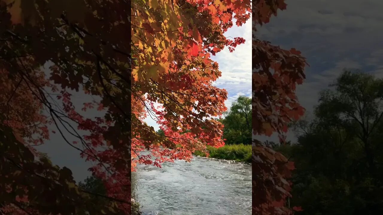 Nature Sound for You | Credit River Water Sounds | Riverwood Conservancy | Mississauga, ON 🇨🇦