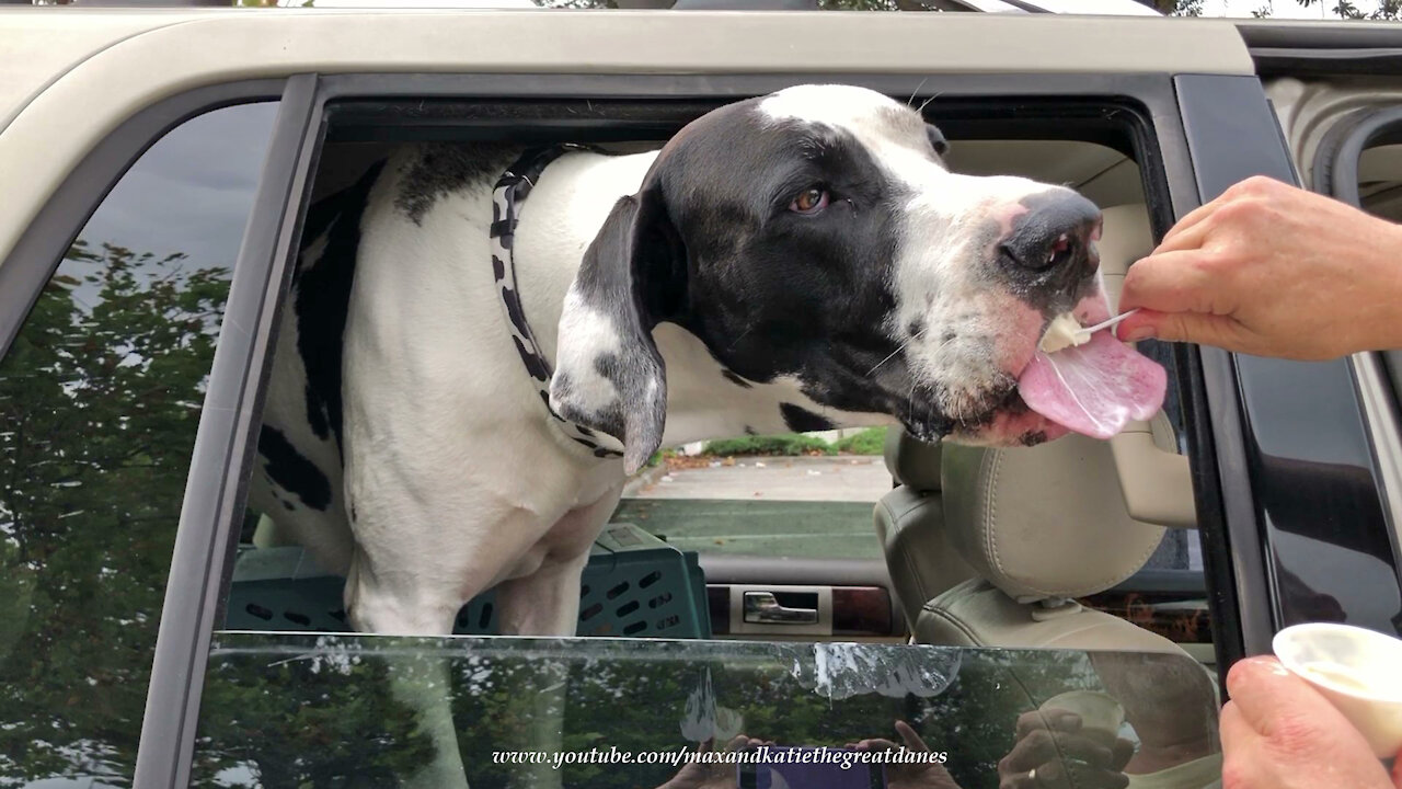 Happy Great Danes Love Frozen Custard And Burgers