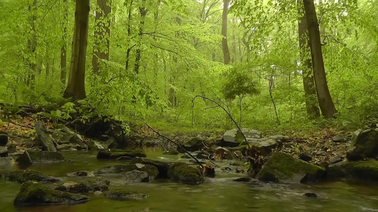 Woodland River Meditaion yoga