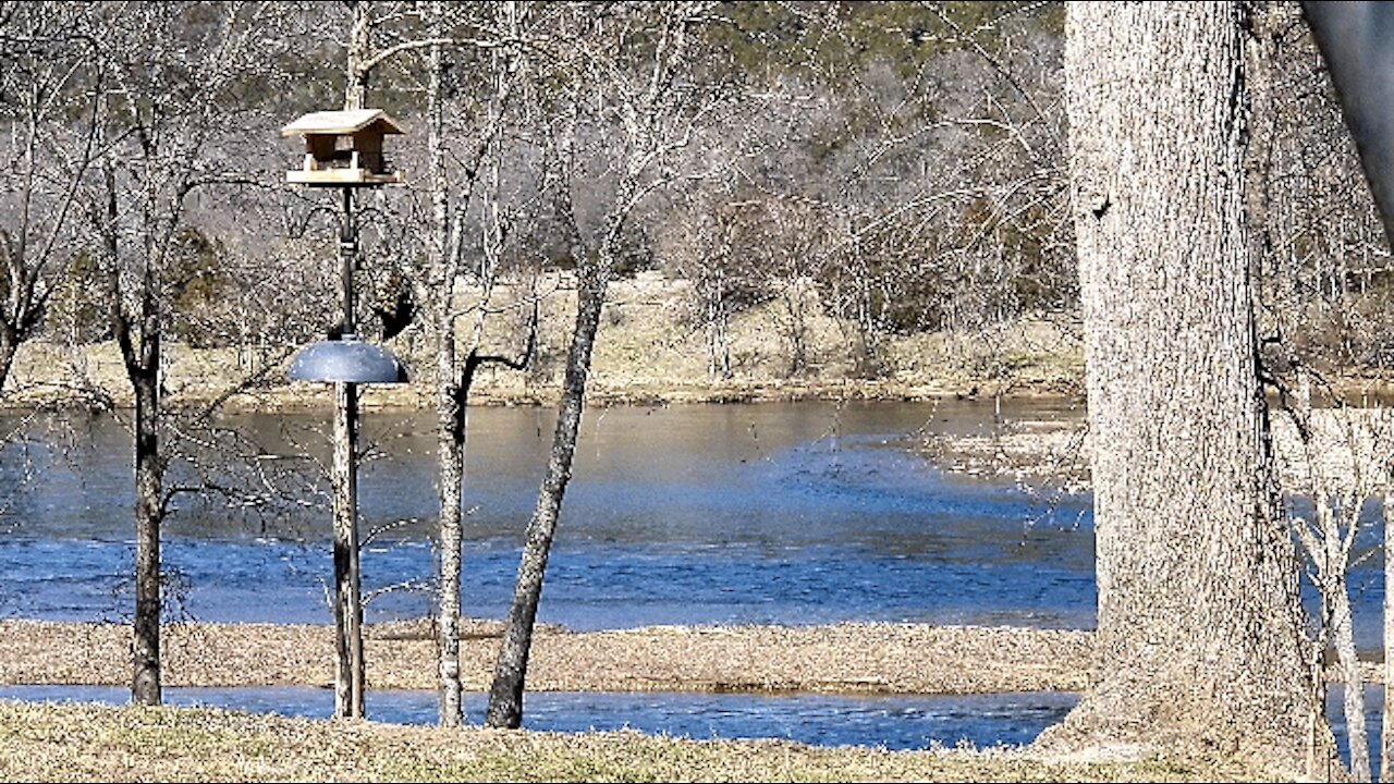 PETE (LAGNIAPPE) AT THE FEEDER