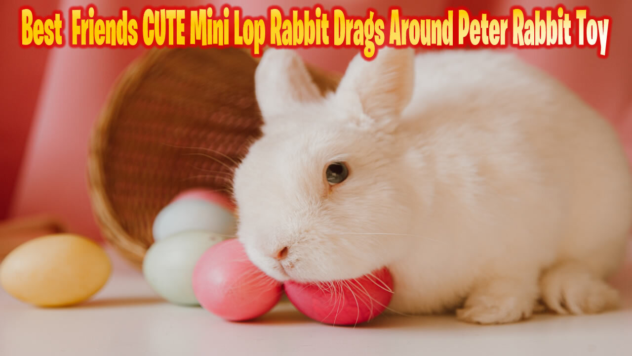 Best 'Friends' CUTE Mini Lop Rabbit Drags Around Peter Rabbit Toy