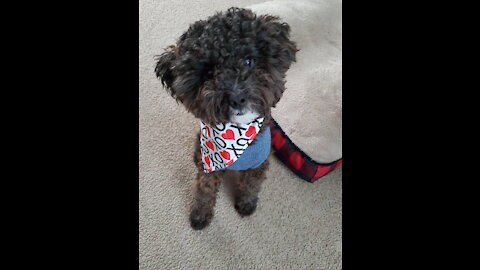Chewy The Soccer Dog