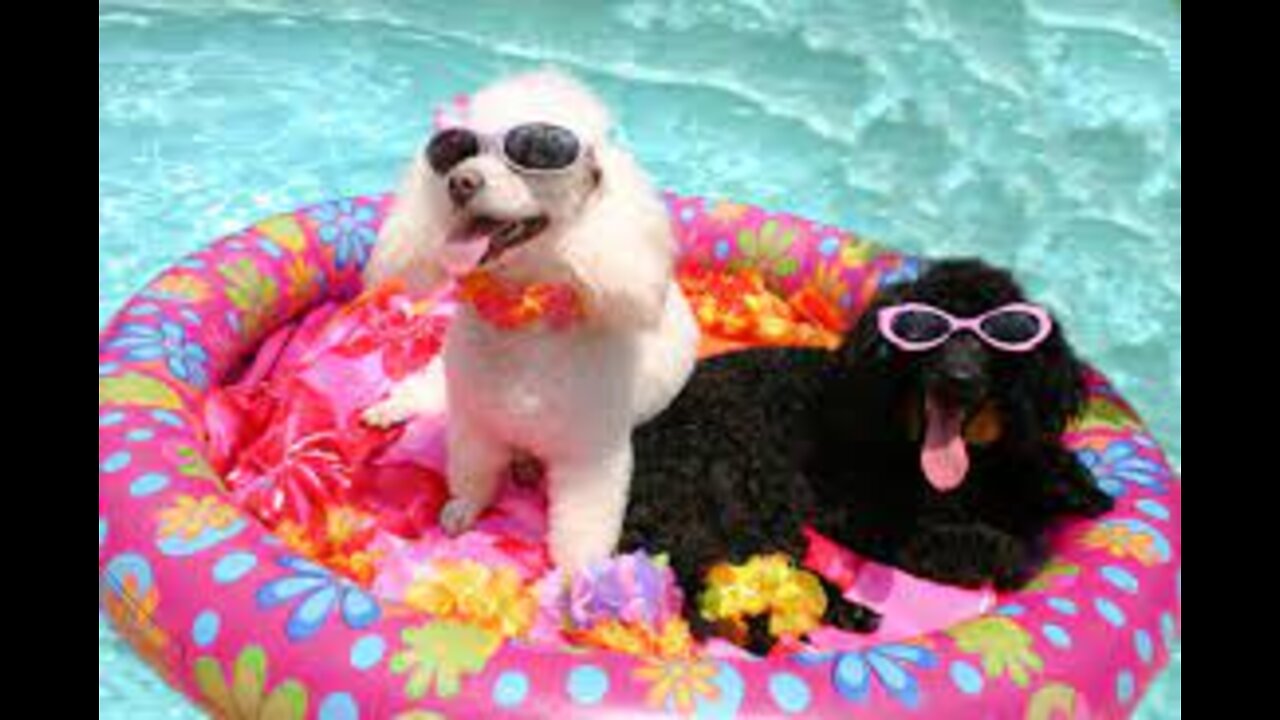 swimming pool dogs