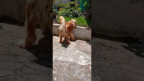 #dogshow , #animals , #dogs , #shortsvideo