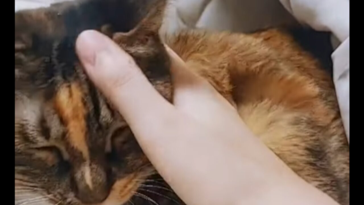 CUTE LAZY CAT <3