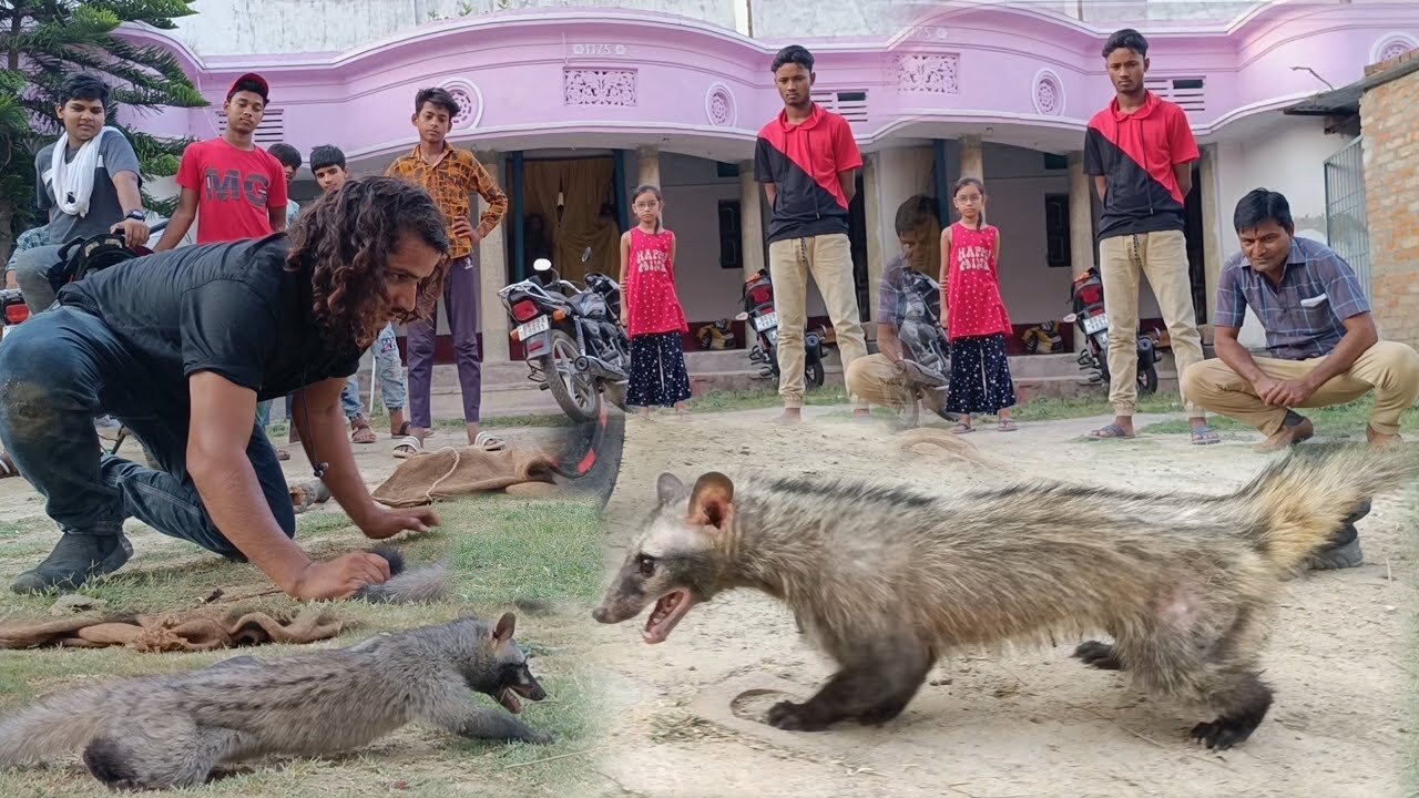 Two scoundrels came into the house and a crowd gathered to catch them. Even after being caught,