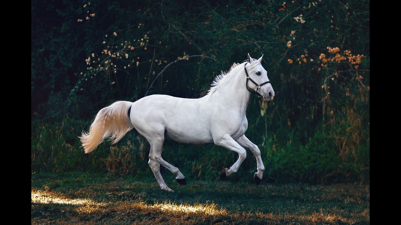 White,Black And Brown Horses (SLOW MOTION)