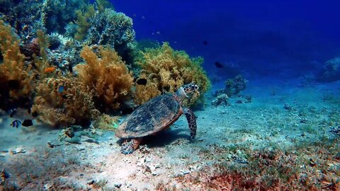 pexels adrien jacta 5362421 o mar a tartaruga #shorts