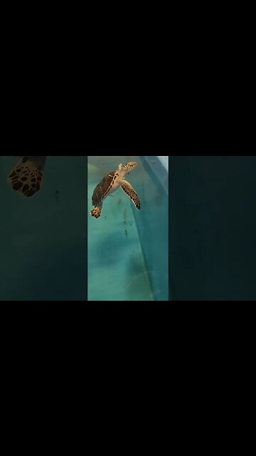 Green sea turtle recovery at the aquarium