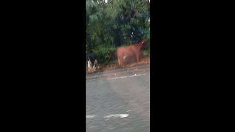 Cows on the loose