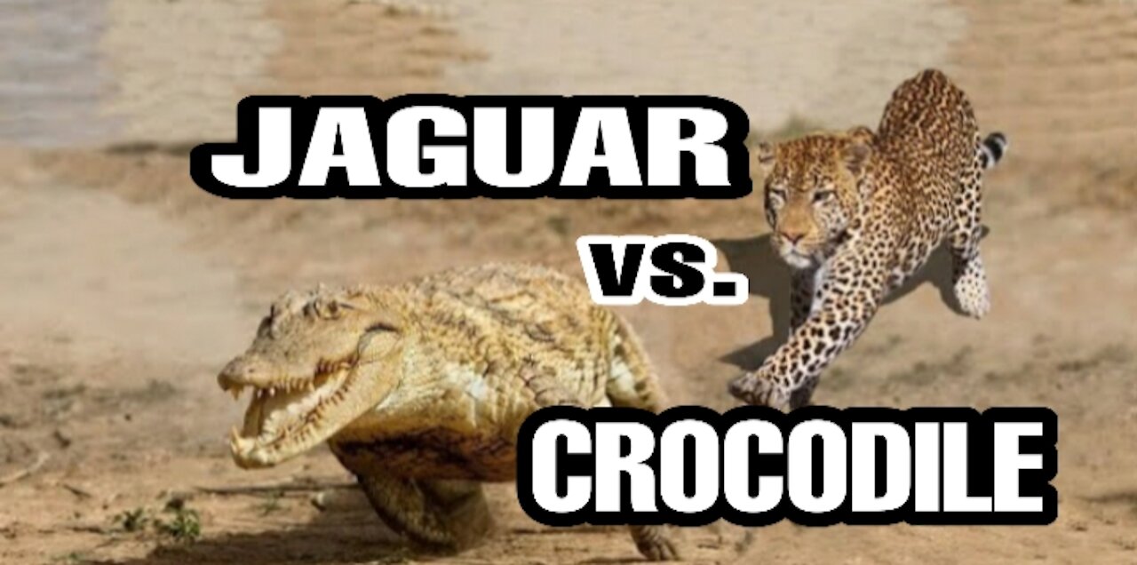 Jaguar vs. Crocodile