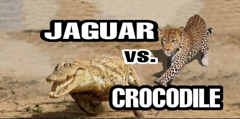 Jaguar vs. Crocodile