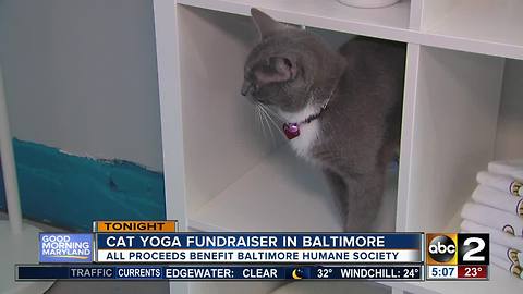 Fundraiser at cat yoga class in Baltimore