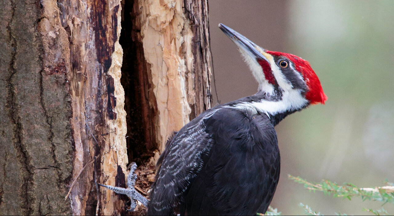 Woodpecker and the power of its strikes