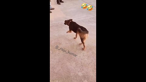 funny animal