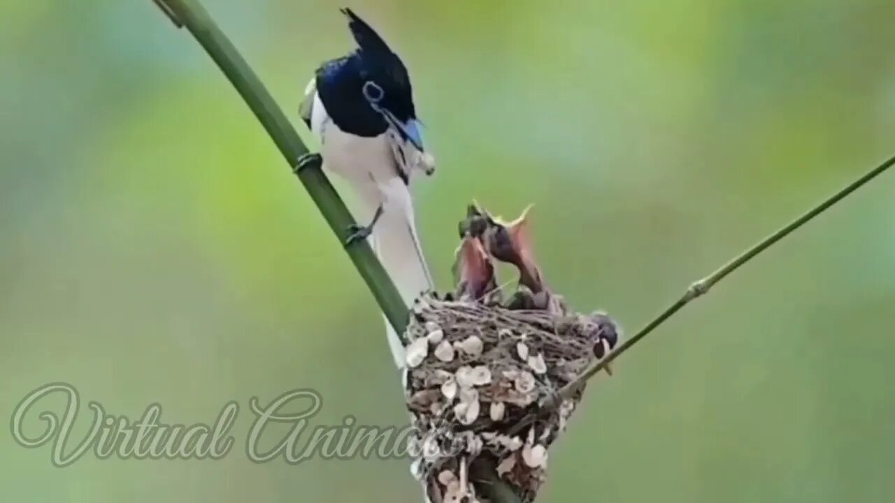 Wild life in Nature Birds Sounds - Virtual Meditation