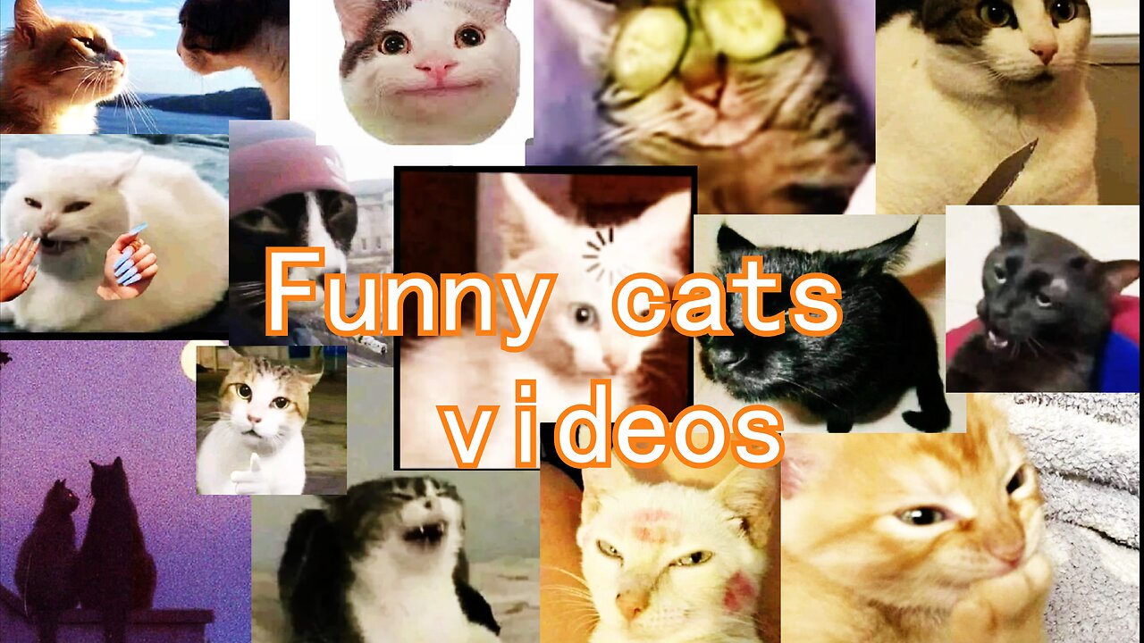 Funny viral cats videos