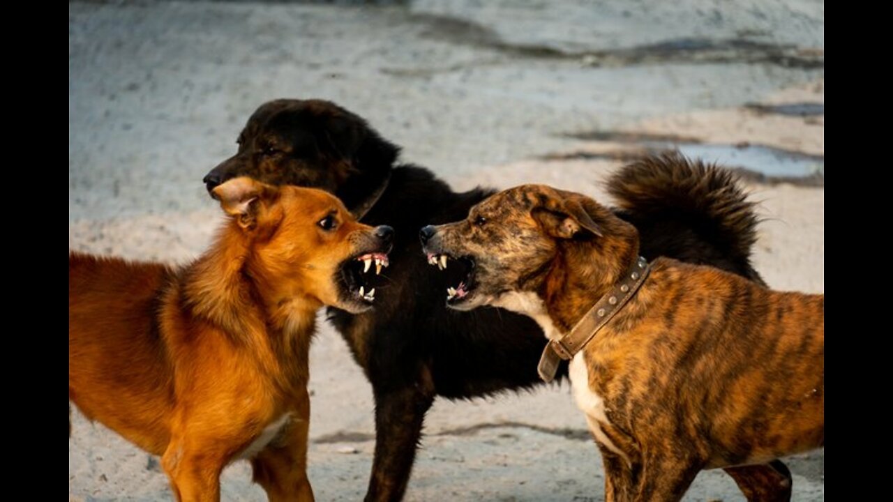 DOG FIGHT