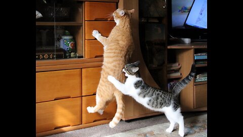 Funny cats compilation. This cat destroyed my house 😱