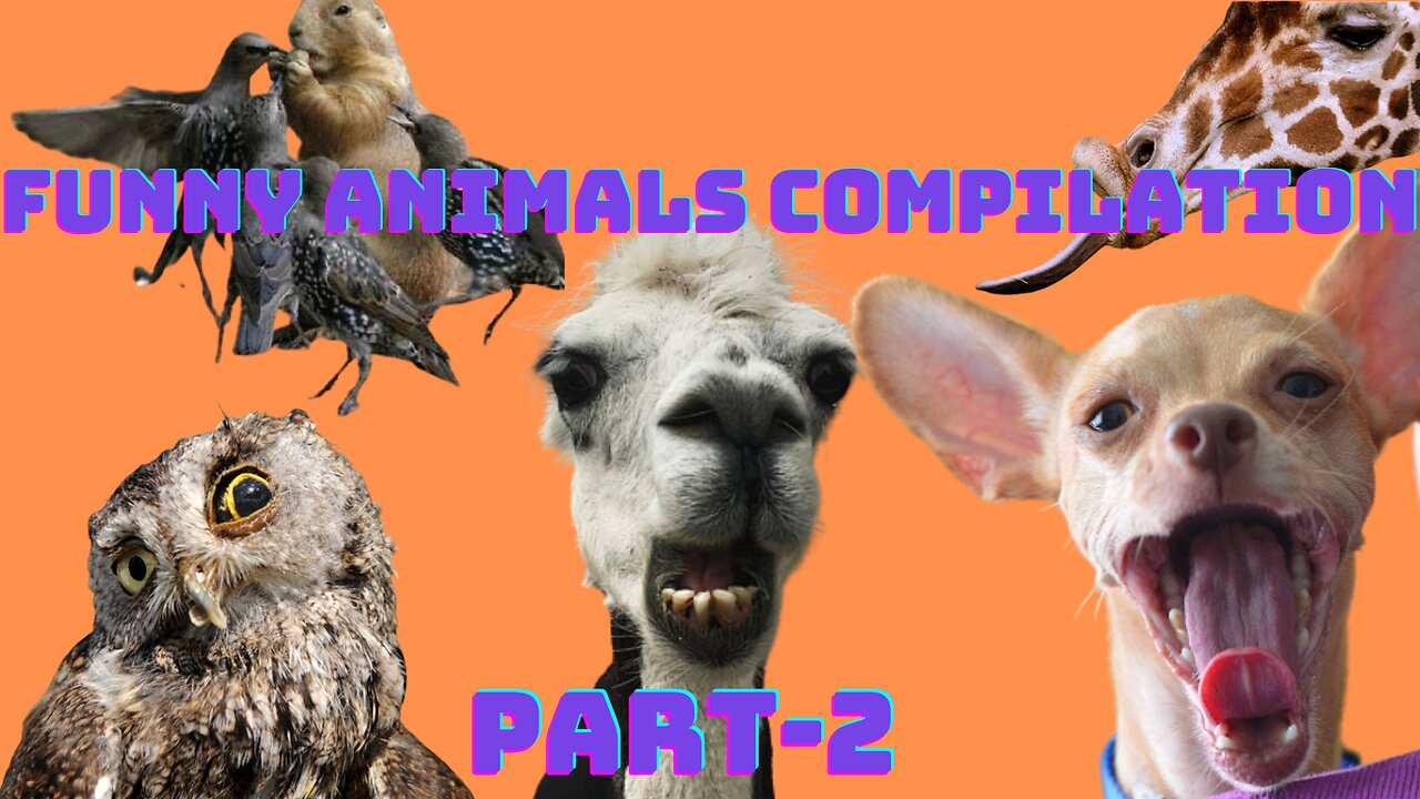 Animal Funny Video Part-2 || Funny Compilation