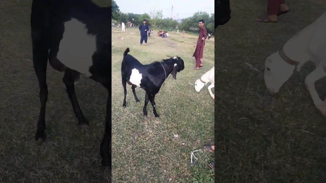 Lovely Day #viral #shorts #youtubeshorts