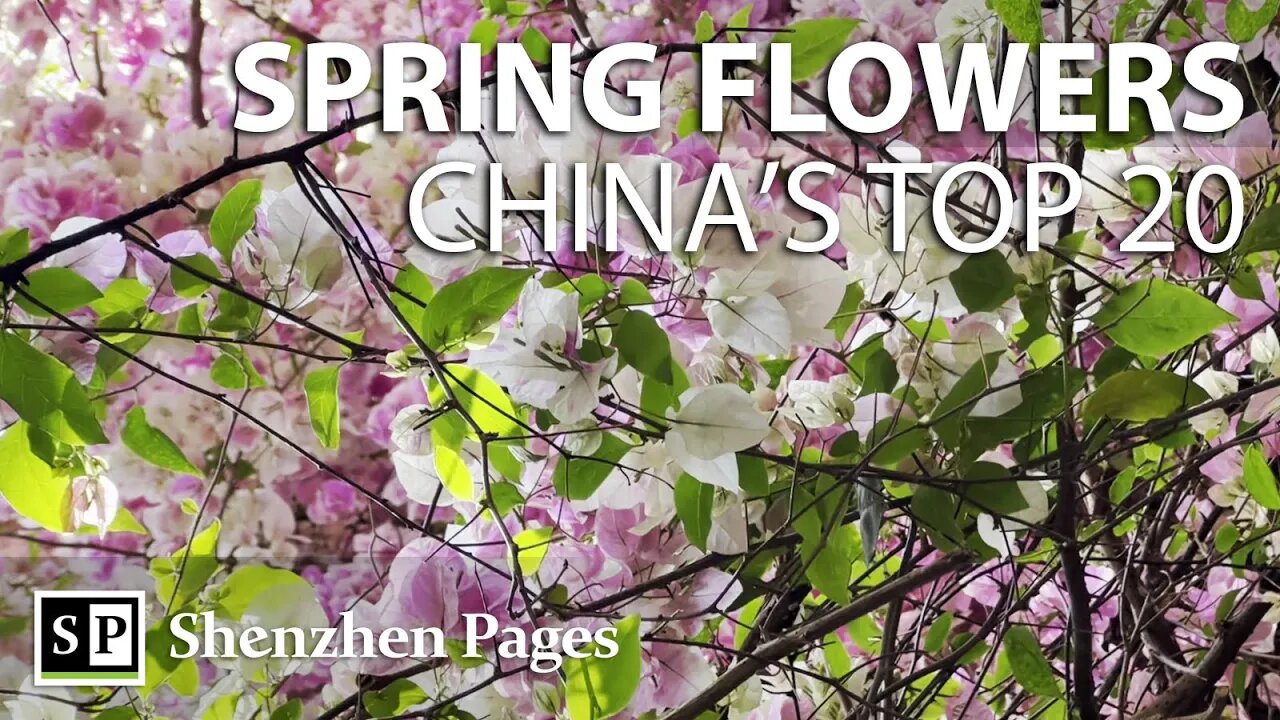 TOP 20 flower viewing destination in China; Spring blossom flowers in Shenzhen