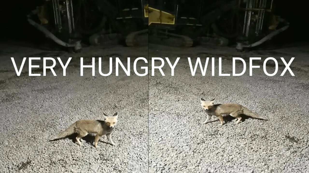 A wild, hungry fox came to my company workshop