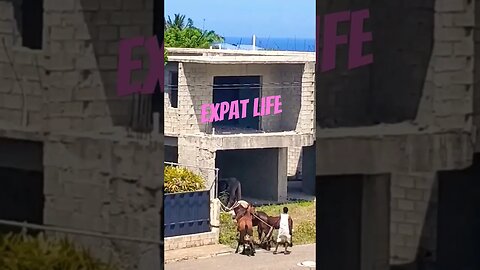 #Horses Behind my house. #ExpatLife #canadiangirlinthedominican