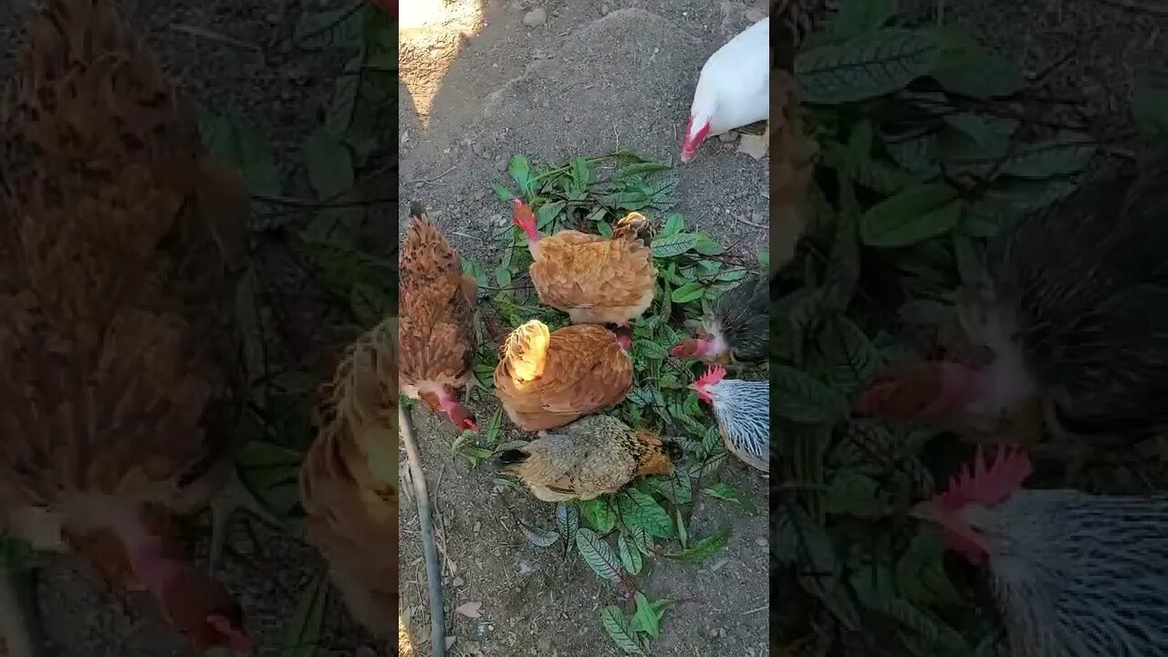 Chickens enjoying some greens #shorts