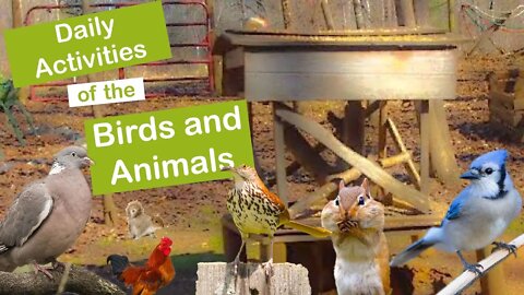 The Daily Activities of the Birds and Animals at The Old Barn