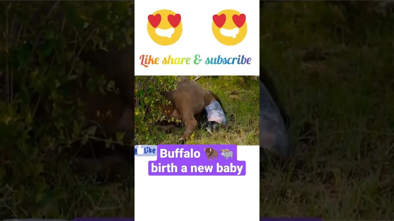 Buffalo 🦬 birth a new baby 🤣#shorts #youtubeshorts #shortsfeed