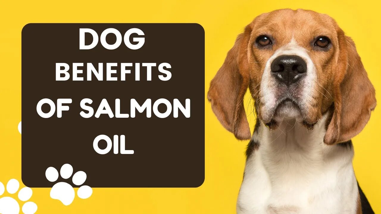 Watch This: Why Salmon Oil for Dogs & Cats is the Best. Best Tech HD