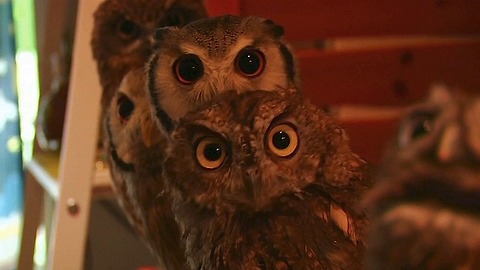 Japanese Owl Cafe