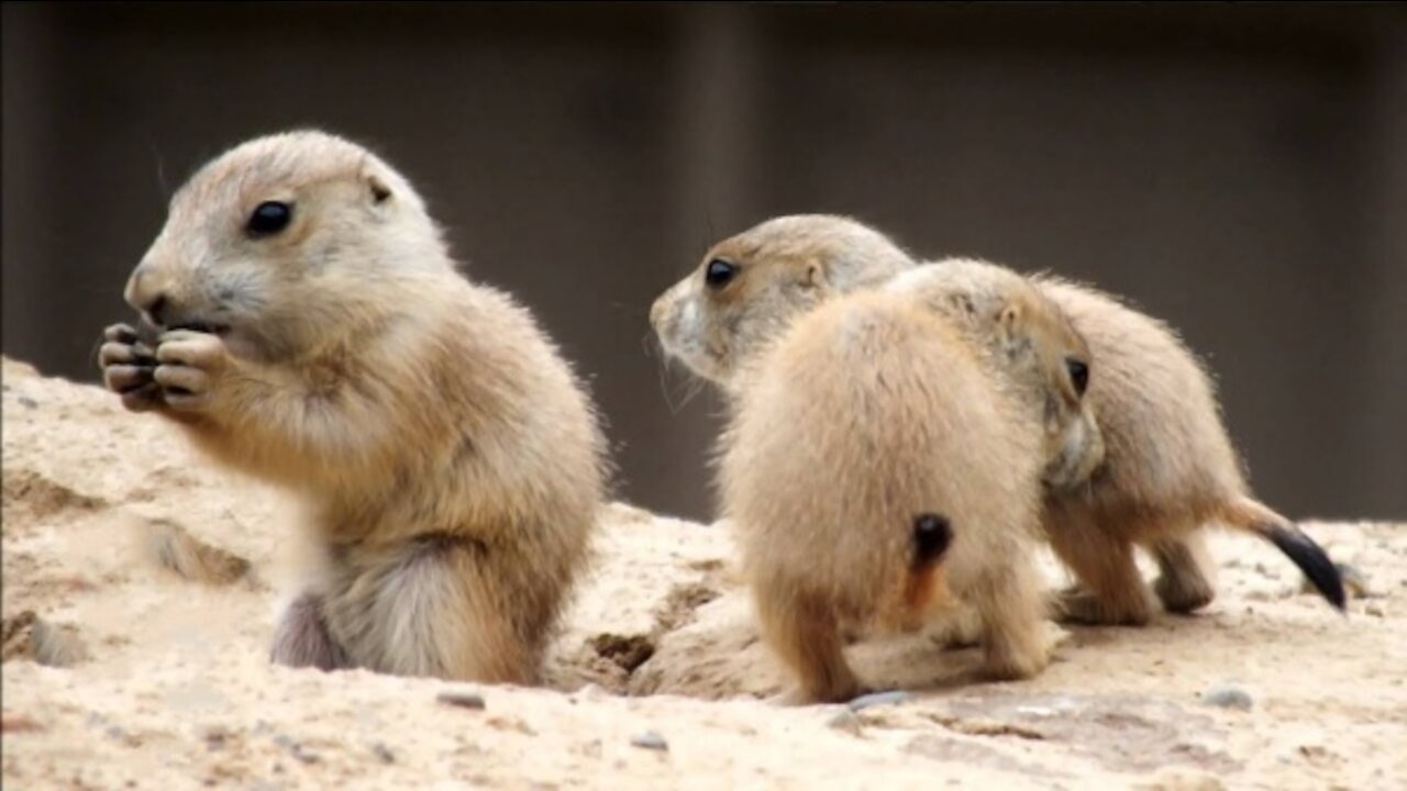 Engaging Prairie Dogs Playing and Chasing Each Other Around.