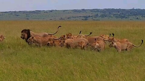 The mother buffalo will do her utmost to save her calf