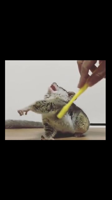 Just a little guy loving his scratches 😍😍