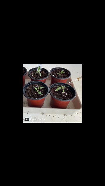 Growing Tomato in 60 seconds #shorts