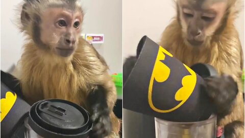 More footage from our take your monkey to work day.