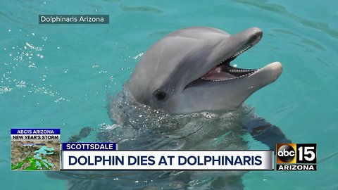 Dolphin dies at Dolphinaris from chronic illness