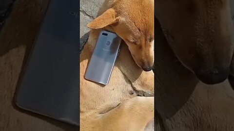 dog funny videos || dog tiktok || dog instagram ||dog training #short #viralvideo #amazing