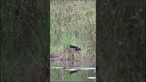 red winged black bird