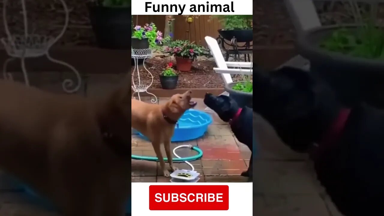 Tik Tok funny animals #shorts