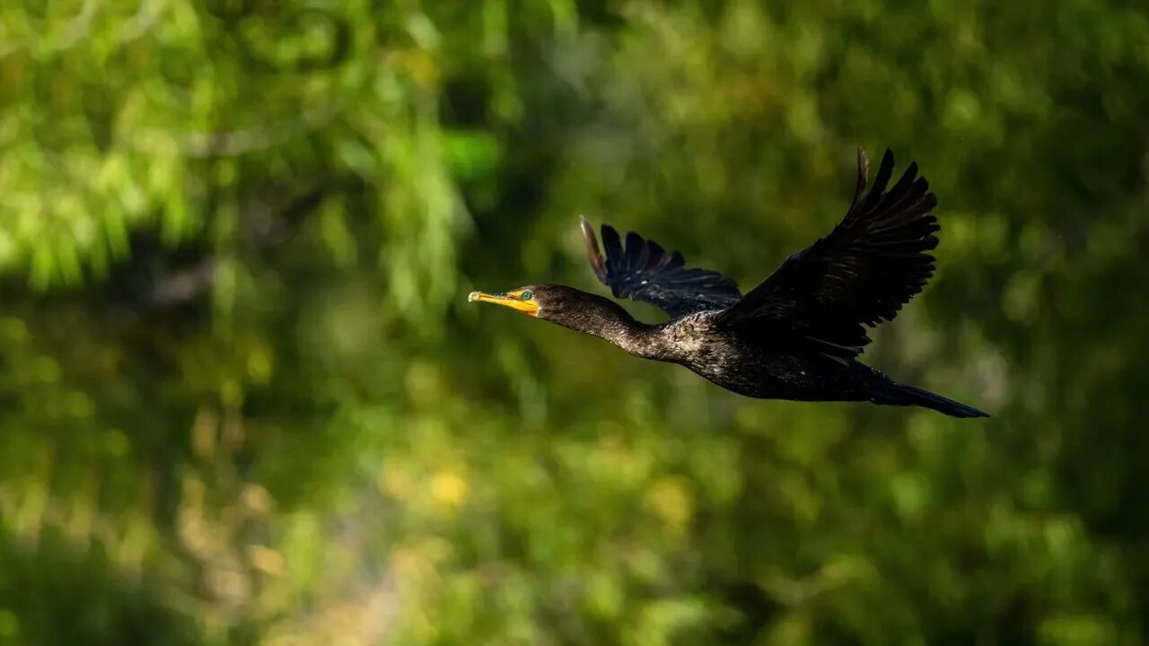 Cormorant Leaving Pond, Sony A1/Sony Alpha 1, 93-Shot Animation, 4k
