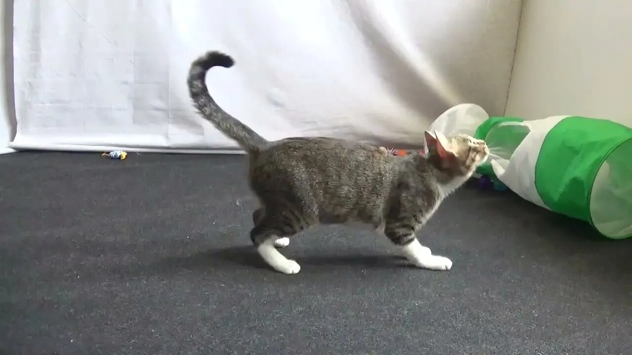 I Love This Toy
