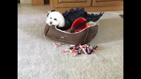 MY DOG REFUSES TO SHARE HIS HALLOWEEN CANDY!