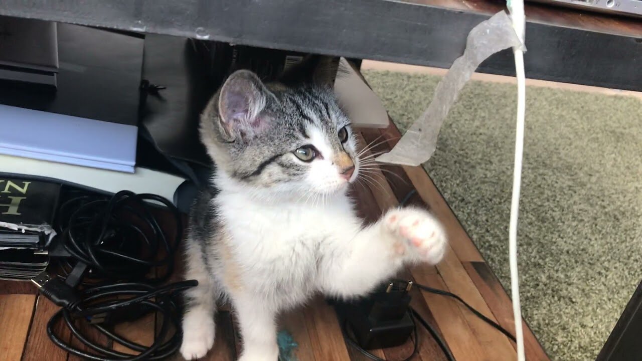 Cute cat plays with a white tape..